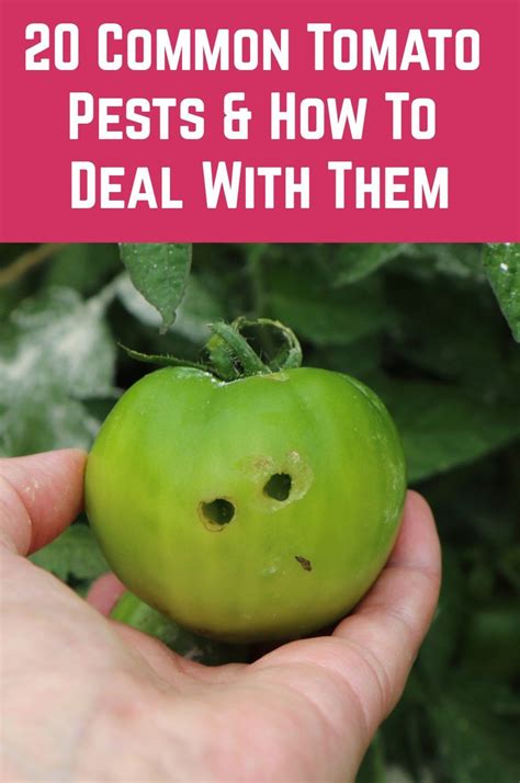 20 Common Tomato Pests And How To Deal With Them Tomatoes Plants