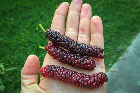 Try These 15 Weird Fruits From Around The World