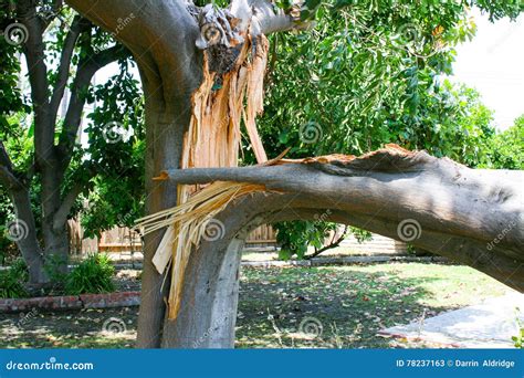 Broken Tree Branch Stock Image Image Of Damaged Branch 78237163
