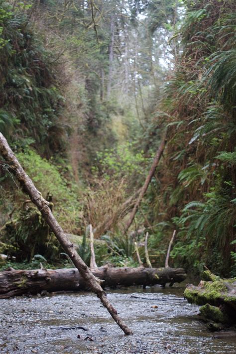 Free Images Tree Creek Wilderness Trail River Stream Jungle