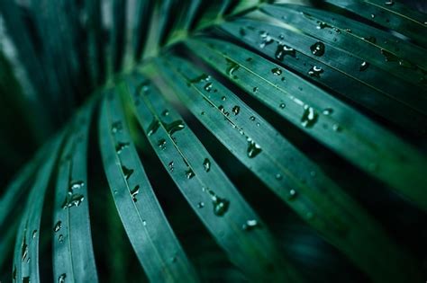 Premium Photo Closeup Detail Of A Green Palm Leaf With Raindrops