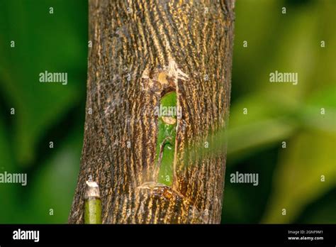 Grafting Citrus Trees With The Patch Bud Propagation Of Citrus Trees