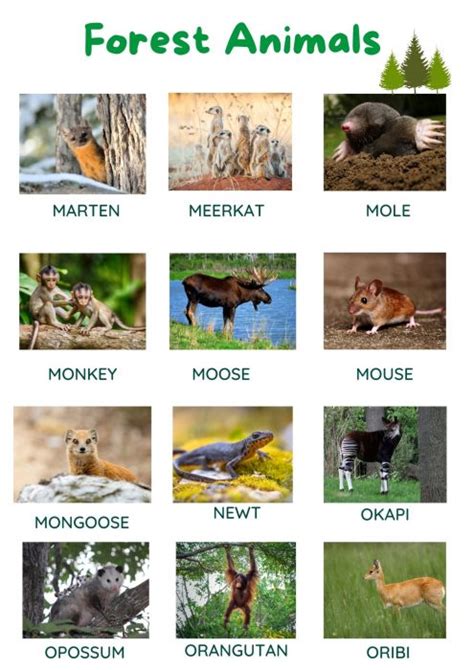 80 List Of Forest Animals With Pictures Tpr Teaching