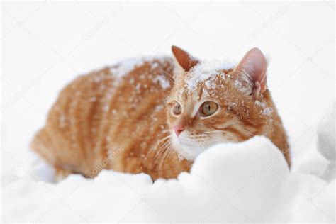 Beautiful Ginger Cat On Snow Background — Stock Photo