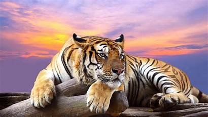 Tiger Wallpapers Awesome Royal Picked Stugon Filled