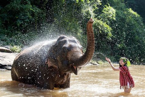 Chiang Mai Elephant Friends Mae Wang All You Need To Know Before You Go