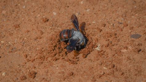 Dawsons Burrowing Bee At Risk From Tourists And Careless Drivers