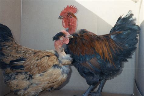 Turken Naked Neck Chicks For Sale Cackle Hatchery