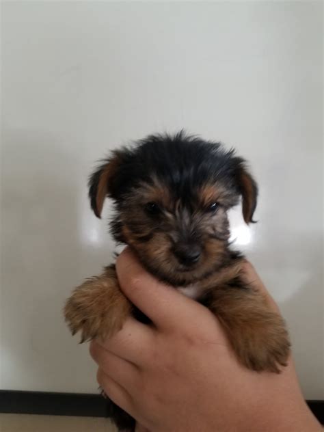Yorkshire Terrier Puppies For Sale Oshkosh Wi 290304