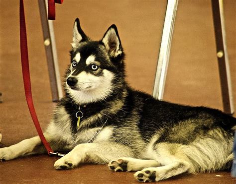 Alaskan Klee Kai Every Pet Owners Guide To Raising A Mini Husky K9 Web