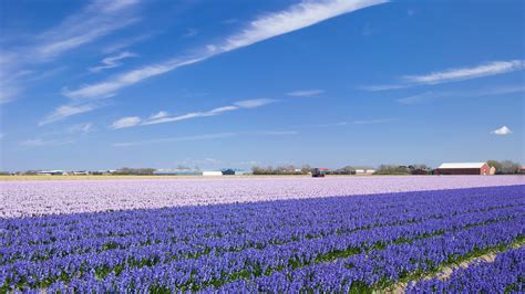 When are the flower fields in the Holland blooming? - Bollenstreek