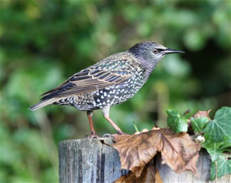 Choose a temperature scenario below to see which threats will affect this species as warming increases. European Starling | Varminter Magazine