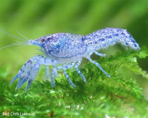 Today i setup a tank to breed endler guppy blue silverado endlers. Zwergflusskrebse online kaufen im Zwergkrebs Shop ...