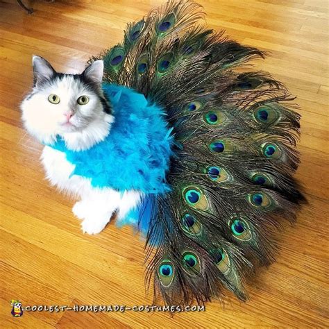 Pretty Peacock Cat Costume Literally Tells It S Own Tail