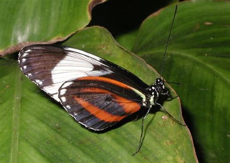 Cydno Longwing Butterfly Heliconius Cydno North American Insects