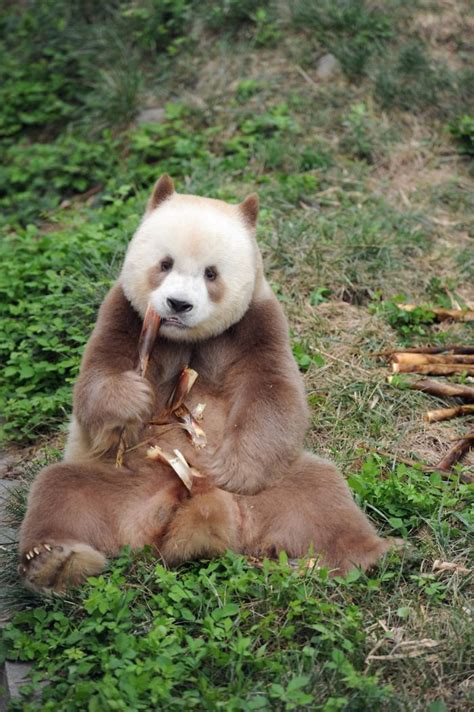 Meet Rare Brown Panda Qizai Who Will Steal Your Heart With Its Beauty