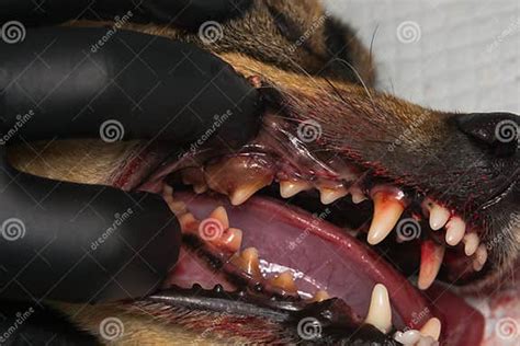 Dog With Gingivitis And Teeth With Tartar Stock Image Image Of Stinky