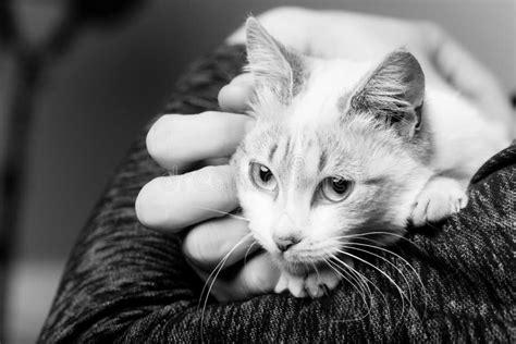 Cat In Human Arms Stock Image Image Of Care Background 124609959