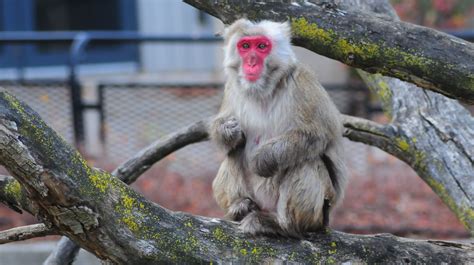 Japanese Macaque Milwaukee County Zoo