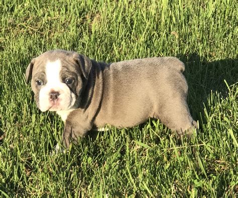Discover more about our english bulldog puppies for sale below! Olde English Bulldogge Puppies For Sale | Merrill, WI #219846