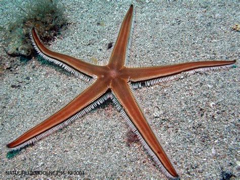 Astropecten Bispinosus Also Known Slender Starfish Orderpaxillosida