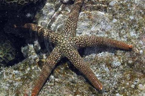 Colored Tip Linckia Starfish For Sale Linckia Sp Top Care Facts