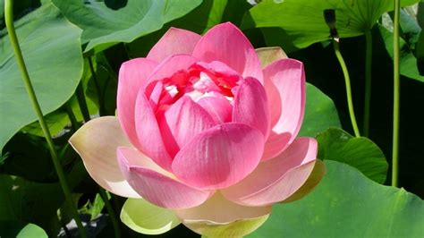 Secret Tips To Grow Lotus At Home Easiest Method To Grow Lotus Plant From Seed Part 1 Youtube