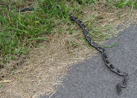 The rainbow snake is one of the most beautiful snakes in alabama. Gray Ratsnake | Outdoor Alabama