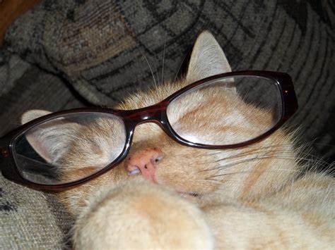Marie Wearing Glasses Cats Photo 27111268 Fanpop