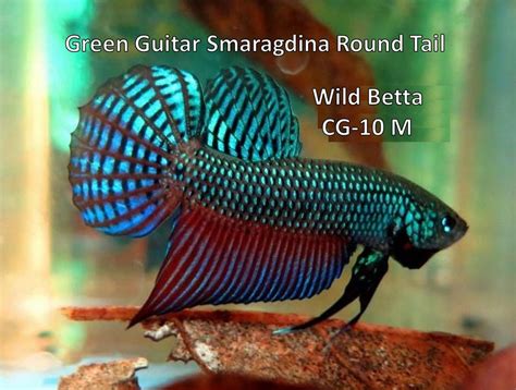 Live Fish Green Guitar Smaragdina Round Tail Wild Male Betta From