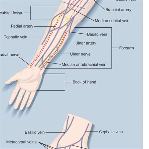 The Superficial Veins Of The Forearm And The Hand With Cannulation