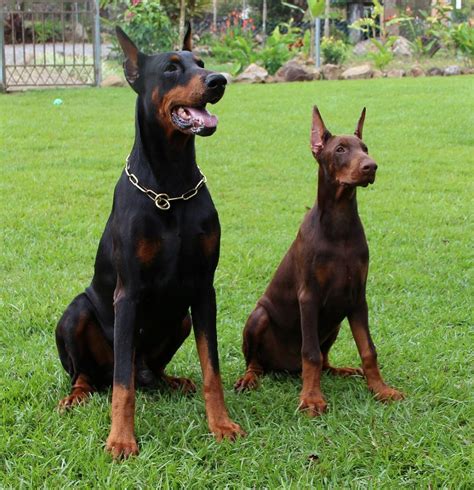 25 less intelligent dog breeds. German Dog Breeds: Doberman - German Culture