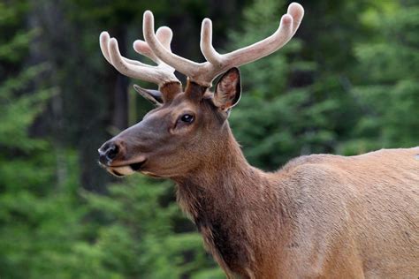 Male Elk Cervus Canadensis A Nice Looking Male Elk Along Flickr