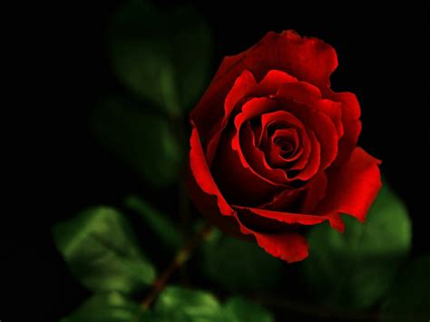 Free Download Flowers For Flower Lovers Red Rose Desktop Hd Wallpapers