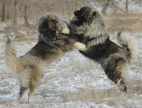 Caucasian Shepherd Molossian And Mountain Dogs Dog Breeds