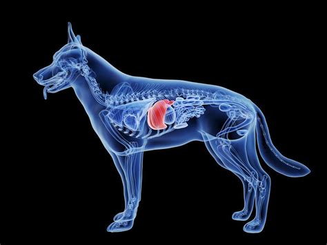 Ultimate Natural Guide For Pets Liver Disease My Pet Nutritionist