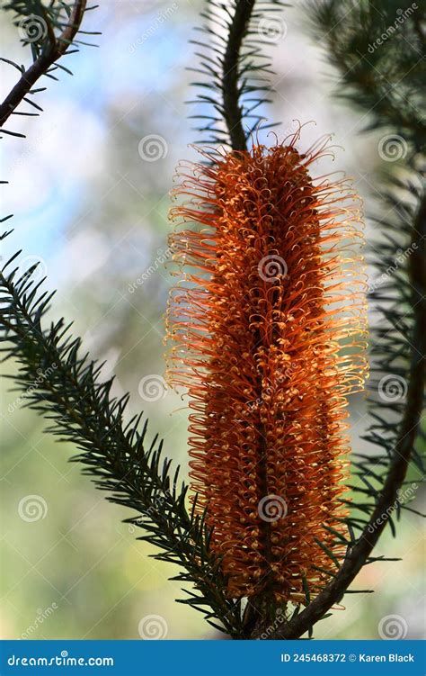 Orange Flowers Of An Inflorescence Of The Australian Native Heath