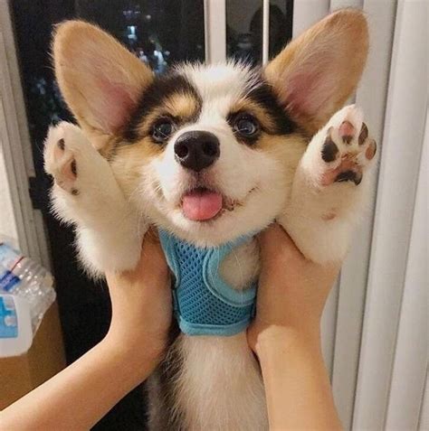 World Of Corgi — Most Boopable Snout Ever Cute Baby Animals Funny