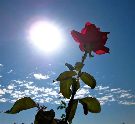 Good Morning Beautiful Backgrounds Night Aesthetic Aesthetic Roses