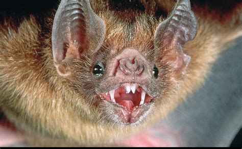Oo71osu Vampire Bats Feeding