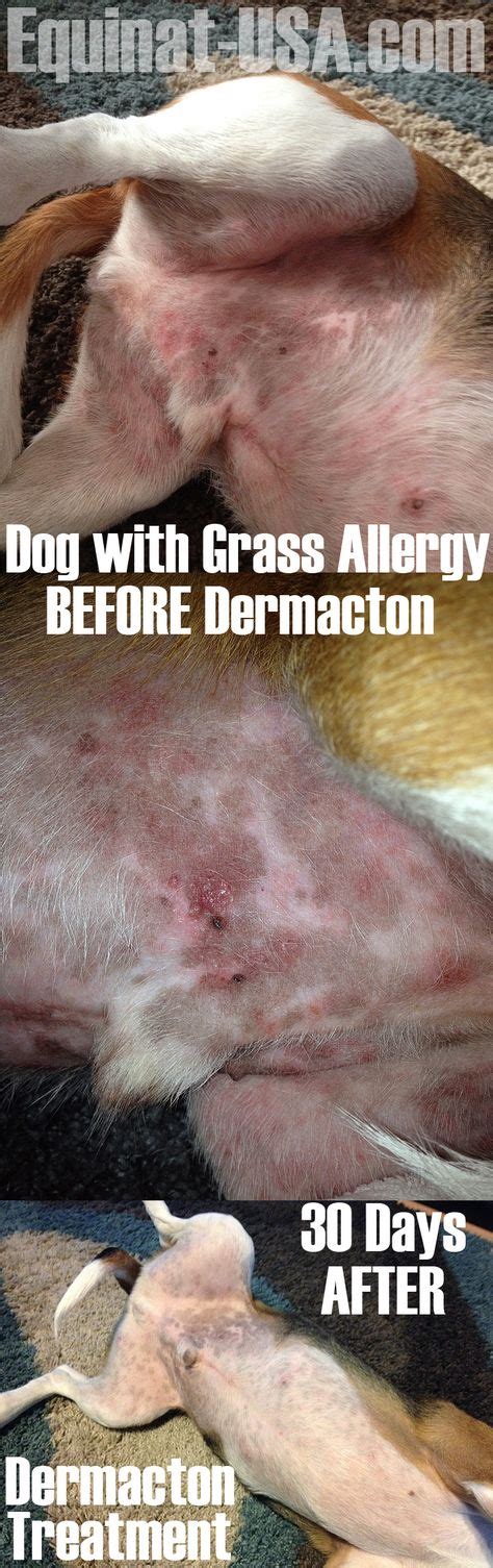 Dermacton Reviews Grass Allergy Dog Rash Allergies