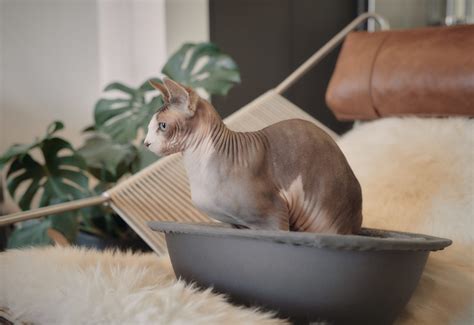 500 Hairless Cat Names Great Ideas For Your Unusual Cat Excited Cats