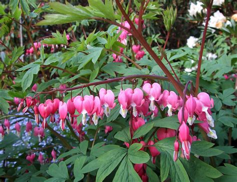 Old Fashioned Bleeding Hearts Dicentra Spectabilis 2 Bareroots