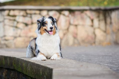 Happy Australian Shepherd Dog Posing Outdoors Stock Photo Image Of