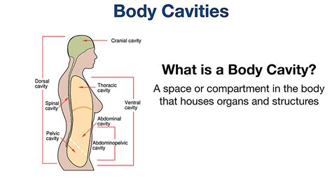 Body Cavities Labeled Organs Membranes Definitions Diagram And The