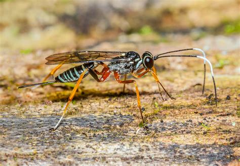 Ichneumon Wasp Ichneumonidae 111p 19682 With Sharply Ben Flickr