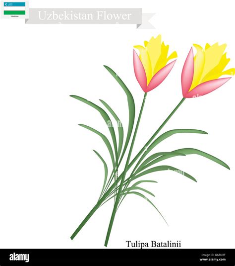 Uzbekistán Flor Ilustración De Tulipa Batalinii Gema Brillante De