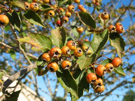 Using Georgia Native Plants Fall Fruit