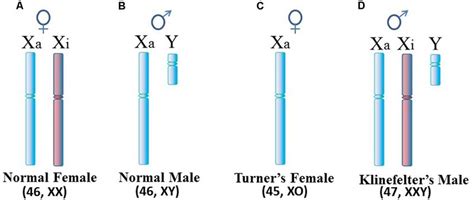 Human Sex Chromosomes A Normal Female Cells Contain An Active X Xa Download Scientific