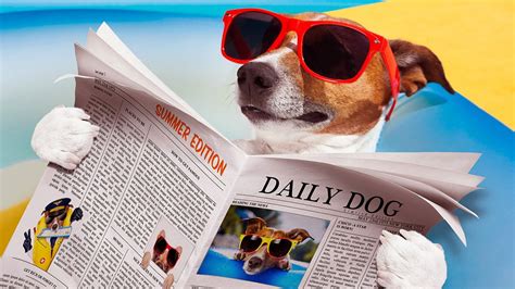 Eyewear Dog Wallpaper Sunglasses Funny Newspaper Dog Reading Jack
